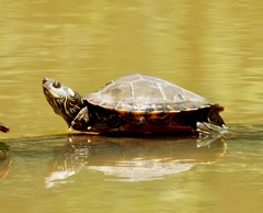 Graptemys pearlensis