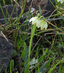 Fritillaria liliacea