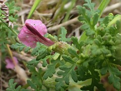 Pedicularis palustris
