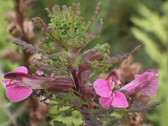 Pedicularis palustris