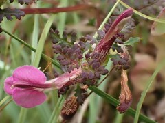 Pedicularis palustris