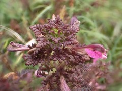 Pedicularis palustris