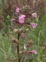 Pedicularis palustris