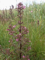 Pedicularis palustris