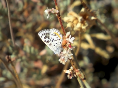 Euphilotes enoptes dammersi