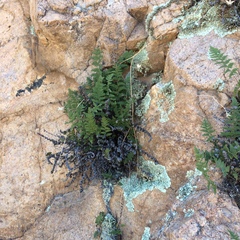 Myriopteris covillei