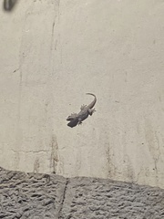 Tarentola mauritanica