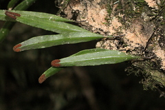 Pyrrosia confluens