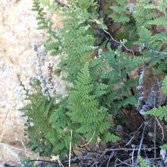 Myriopteris covillei