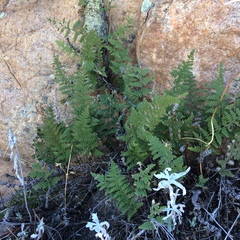 Myriopteris covillei