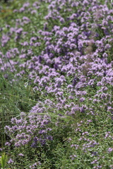 Thymus dimorphus