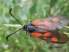 Zygaena cynarae