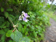 Lathyrus venosus