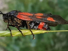 Zygaena cynarae