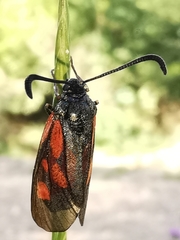 Zygaena cynarae