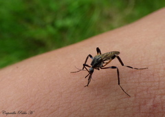 Psorophora holmbergi