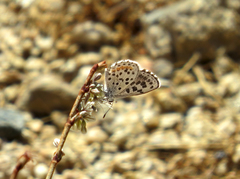 Euphilotes enoptes dammersi