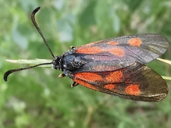 Zygaena cynarae