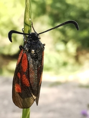 Zygaena cynarae