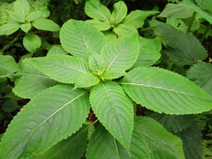Impatiens glandulifera