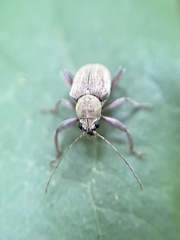 Neofidia lurida