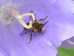 Melitta haemorrhoidalis