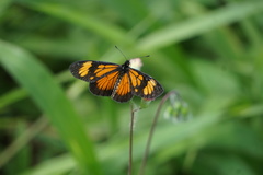 Actinote pellenea equatoria