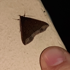 Coremagnatha orionalis