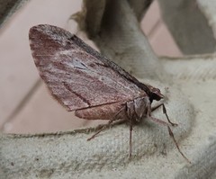 Stamnoctenis pearsalli