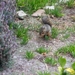 photo of Fox Squirrel (Sciurus niger)