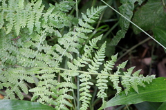 Hypolepis glandulifera
