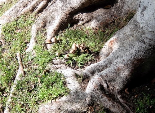 photo of Coprinellus Sect. Micacei (Micacei)