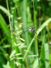 Lestes sponsa
