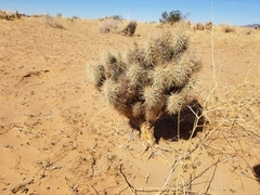 Grusonia kunzei