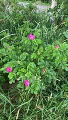 Rosa rugosa