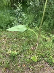 Hieracium tridentatum