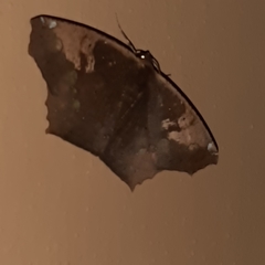 Paragonia cruraria