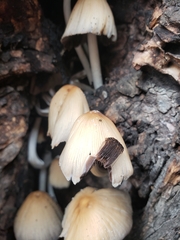 Agaricales