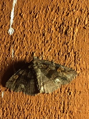Zale submediana