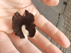 Agaricales
