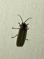 Photinus obscurellus