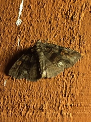 Zale submediana