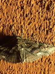 Zale submediana