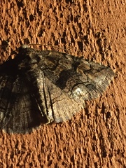 Zale submediana