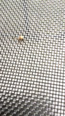 Parasitiformes