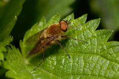 Thereva fulva