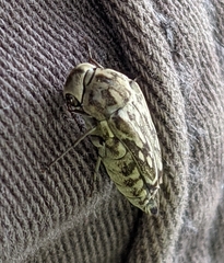 Yakuhananomia bidentata