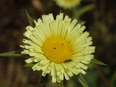 Pallenis spinosa spinosa