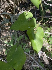 Matelea edwardsensis