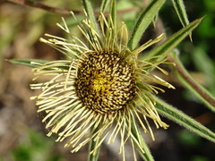 Pallenis spinosa spinosa